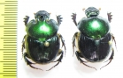 Helictopleurus giganteus, pair  Madagascar - INSECTS-STORE.RU