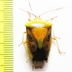 Hemiptera sp.  Panama - INSECTS-STORE.RU