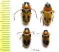 Antipus macropus, pair  Russia, Volgograd reg. - INSECTS-STORE.RU