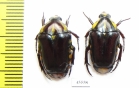Cremastocheilini, Campsiura sp., pair  South Africa Rep. - INSECTS-STORE.RU