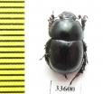Odontotrypes yangi  China - INSECTS-STORE.RU