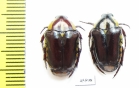 Cremastocheilini, Campsiura sp., pair  South Africa Rep. - INSECTS-STORE.RU