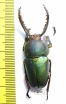 Lamprima adolphinae  Indonesia, Papua  44mm - INSECTS-STORE.RU