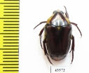 Cremastocheilini, Campsiura sp.  South Africa Rep. - INSECTS-STORE.RU