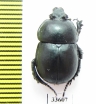 Odontotrypes szetshwanus  China - INSECTS-STORE.RU