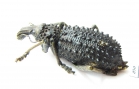 Curculionidae sp.  South Africa Rep. - INSECTS-STORE.RU