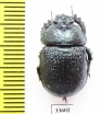 Odontotrypes taurus  China - INSECTS-STORE.RU