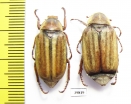 Anoxia matutinalis, pair  France, Corsica - INSECTS-STORE.RU