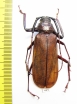 Macrotoma sp.  China, Yunnan prov.  51mm - INSECTS-STORE.RU
