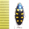 Buprestis octoguttata  Ukraina - INSECTS-STORE.RU