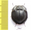 Tenebrionidae sp.  Australia - INSECTS-STORE.RU