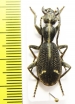 Cypholoba graphipteroides bilunulata  Malawi - INSECTS-STORE.RU