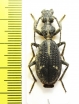 Cypholoba graphipteroides bilunulata  Malawi - INSECTS-STORE.RU