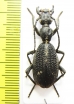 Cypholoba graphipteroides bilunulata  Malawi - INSECTS-STORE.RU