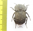 Anomalipus sp.  South Africa Rep. - INSECTS-STORE.RU