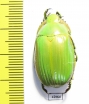 Chrysina auripes  Mexico - INSECTS-STORE.RU