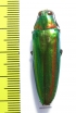 Chrysochroa rajah thailandica  Thailand - INSECTS-STORE.RU