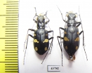 Cicindela granulata, pair  Uzbekistan - INSECTS-STORE.RU