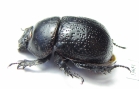 Odontotrypes zhongdianensis  China - INSECTS-STORE.RU