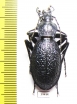 Carabus (Megodontus) caelatus dalmatinus  Croatia - INSECTS-STORE.RU