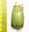 Chrysina lacordairei  Mexico - INSECTS-STORE.RU