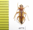 Trichoferus pallidus  France - INSECTS-STORE.RU