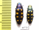 Buprestis octoguttata, pair  Ukraina - INSECTS-STORE.RU