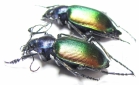 Calosoma sycophanta, pair  Russia, Volgograd reg. - INSECTS-STORE.RU