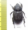 Dynastinae sp.  Mali - INSECTS-STORE.RU