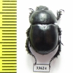 Odontotrypes radiosus  China - INSECTS-STORE.RU