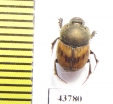 Onthophagus lemur  Albania - INSECTS-STORE.RU
