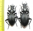 Anthia massilicatum?, pair  South Africa Rep. - INSECTS-STORE.RU