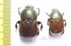 Onitis sp., pair  South Africa Rep. - INSECTS-STORE.RU