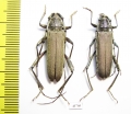 Turkaromia pruinosa, pair  Kazakhstan - INSECTS-STORE.RU