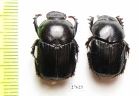 Onitis sp., pair  Zimbabwe - INSECTS-STORE.RU