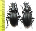 Anthia massilicatum?, pair  South Africa Rep. - INSECTS-STORE.RU