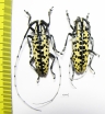 Deliathis batesi, pair  Mexico  37mm - INSECTS-STORE.RU