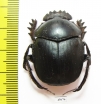 Scarabaeus sp.  South Africa Rep. - INSECTS-STORE.RU