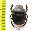 Scarabaeus sp.  South Africa Rep. - INSECTS-STORE.RU