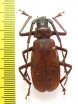 Macrotoma sp.  Ethiopia - INSECTS-STORE.RU