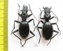 Anthia cinctipennis?, pair  South Africa Rep. - INSECTS-STORE.RU