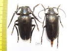Mesoprionus asiaticus, pair  Russia, Astrakhan reg.  38mm - INSECTS-STORE.RU
