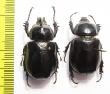 Golofa tersander, pair  Mexico 34mm - INSECTS-STORE.RU