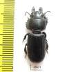 Carabidae sp.  South Africa Rep. - INSECTS-STORE.RU