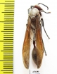 Hymenoptera sp.  South Africa Rep. - INSECTS-STORE.RU