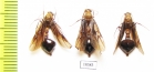 Ichneumonoidea sp.  Malaysia, Borneo - INSECTS-STORE.RU