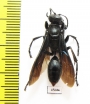 Hymenoptera sp.  South Africa Rep. - INSECTS-STORE.RU
