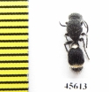 Mutillidae sp.  South Africa Rep. - INSECTS-STORE.RU