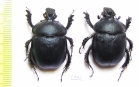 Enoplotrupes variicolor, female  China - INSECTS-STORE.RU