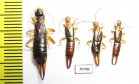 Dermaptera sp.  Malaysia, Borneo - INSECTS-STORE.RU
